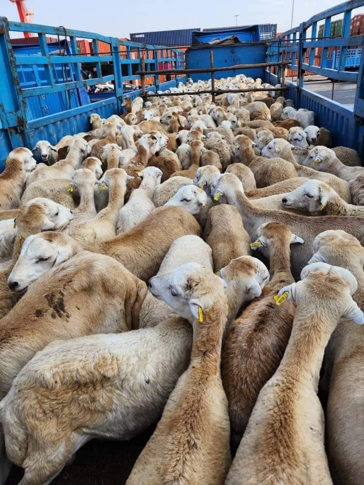 Livestock prepared for transport