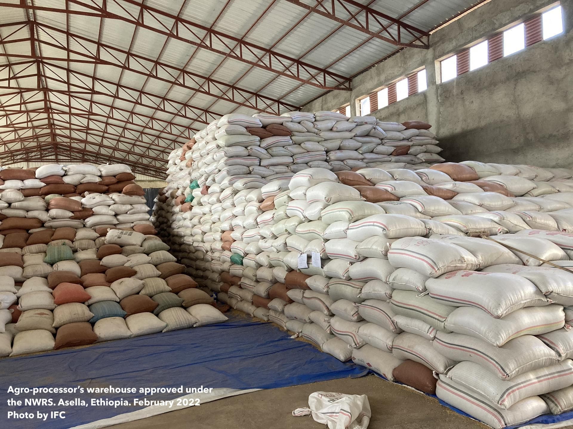 Seeds and cereal grain cargo